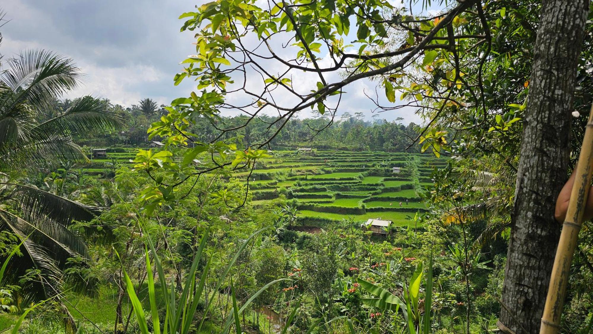 Hide And Seek Tetebatu Buitenkant foto